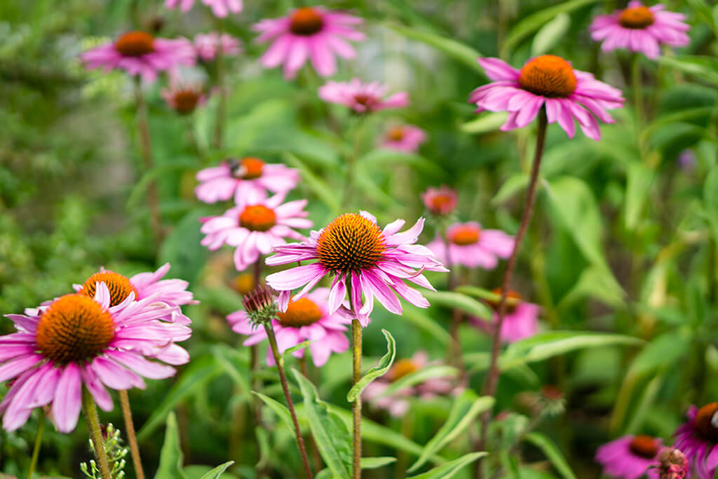 تصویر مقاله